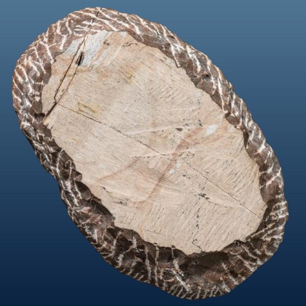 Crotalocephalus (Pilletopeltis) cf. maurus – Bild 11