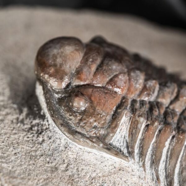 Crotalocephalus (Pilletopeltis) cf. maurus – Bild 10