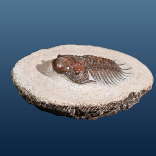Crotalocephalus (Pilletopeltis) cf. maurus – Bild 8