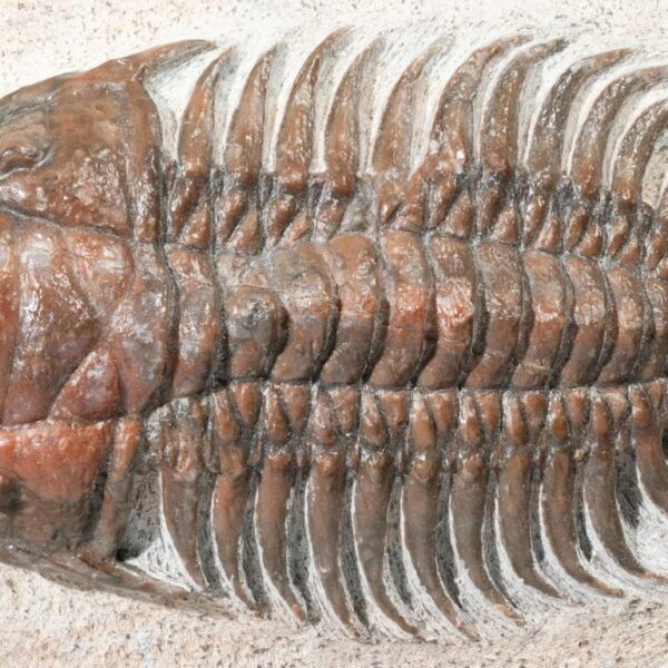 Crotalocephalus (Pilletopeltis) cf. maurus – Bild 5