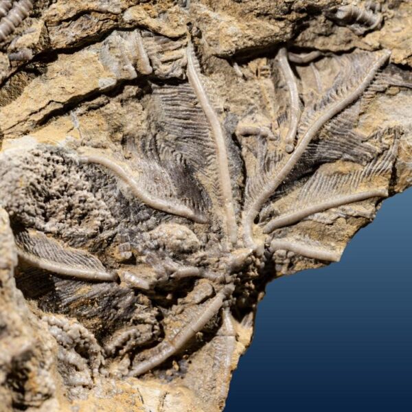 Aorocrinus iola, Dichocrinus multiplex, Eretmocrinus tentor – Bild 2