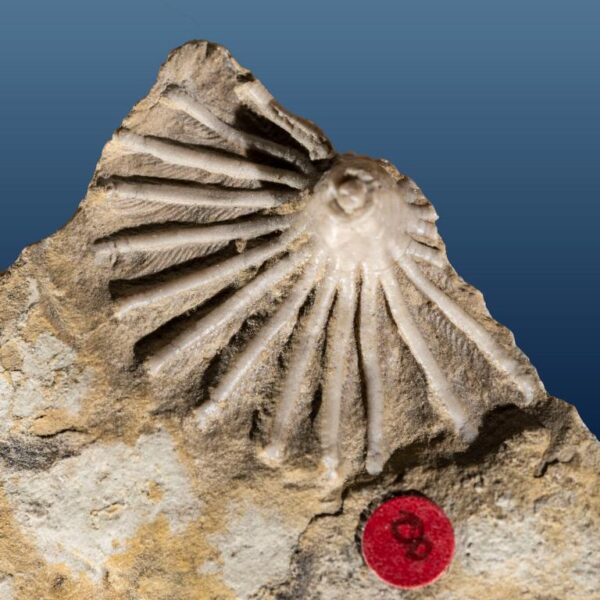 Aorocrinus iola, Dichocrinus multiplex, Eretmocrinus tentor – Bild 22