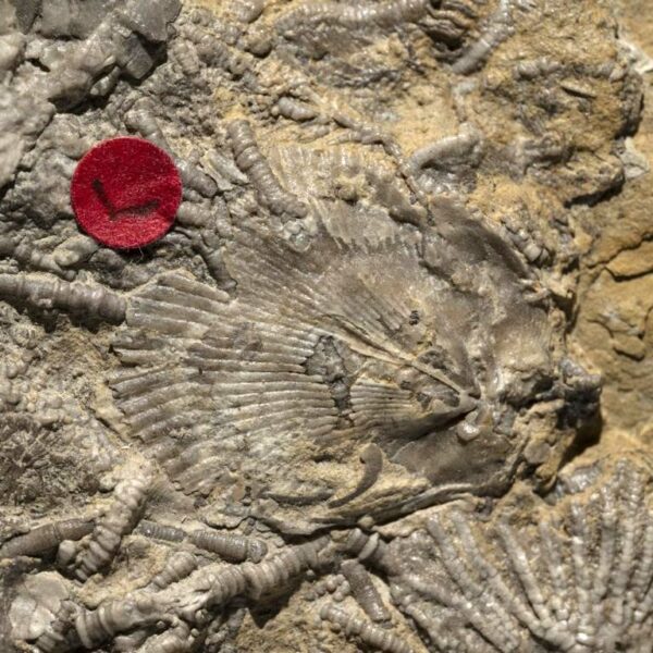 Aorocrinus iola, Dichocrinus multiplex, Eretmocrinus tentor – Bild 13