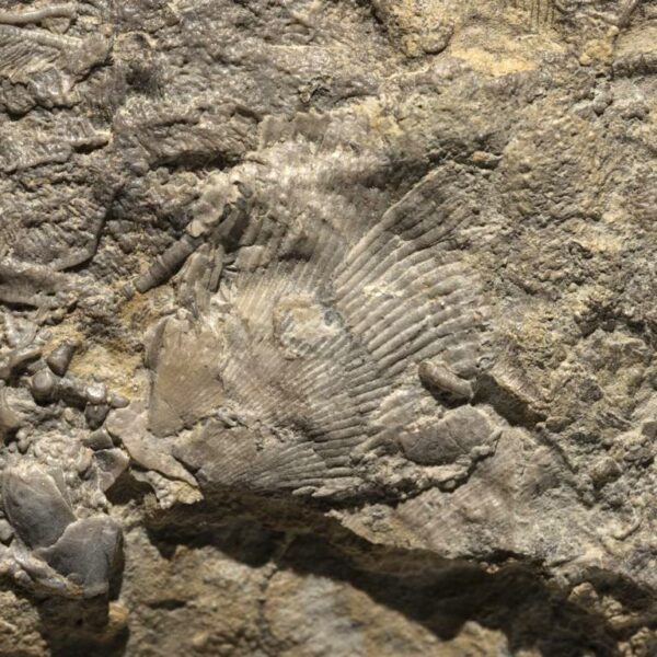 Aorocrinus iola, Dichocrinus multiplex, Eretmocrinus tentor – Bild 24