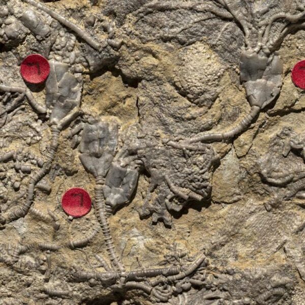 Aorocrinus iola, Dichocrinus multiplex, Eretmocrinus tentor – Bild 5