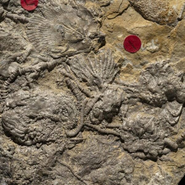 Aorocrinus iola, Dichocrinus multiplex, Eretmocrinus tentor – Bild 12