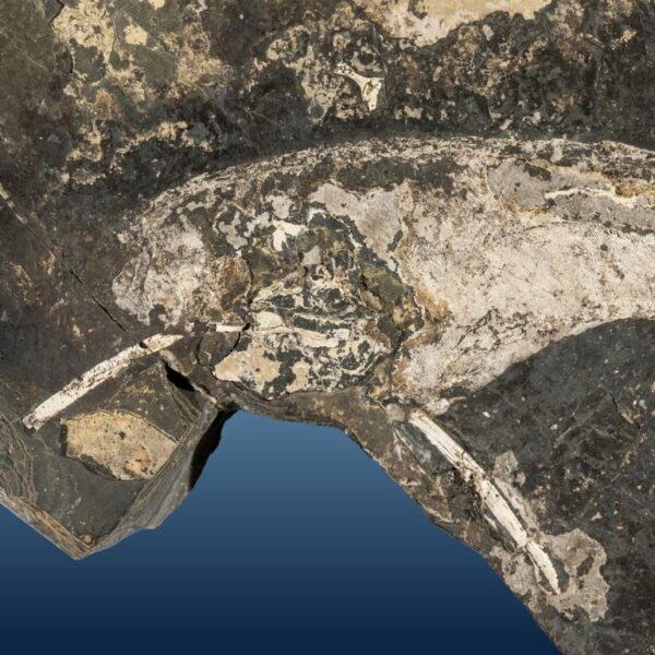 Acanthodes cf. ruhinensis – Bild 3