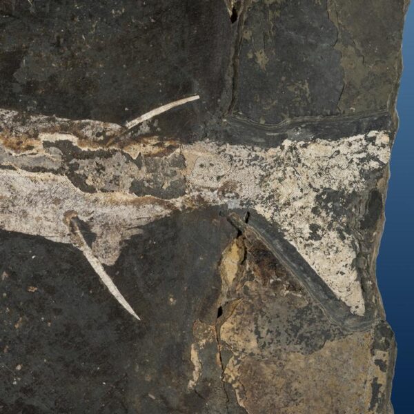 Acanthodes cf. ruhinensis – Bild 4