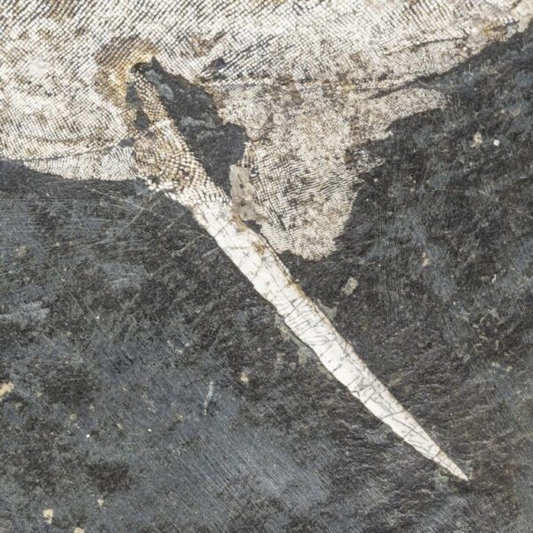 Acanthodes cf. ruhinensis – Bild 9