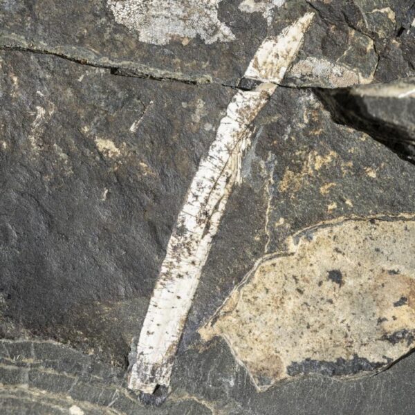 Acanthodes cf. ruhinensis – Bild 10