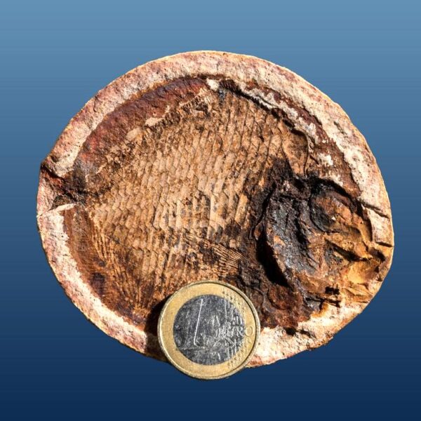 Ecrinesomus cf. dixoni – Bild 5