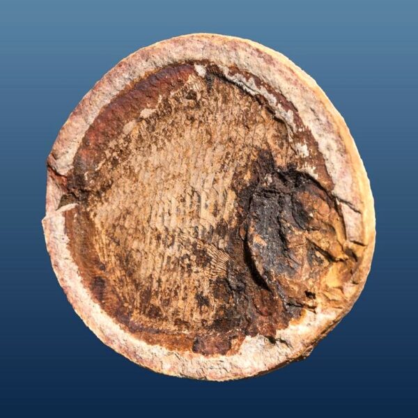 Ecrinesomus cf. dixoni – Bild 2