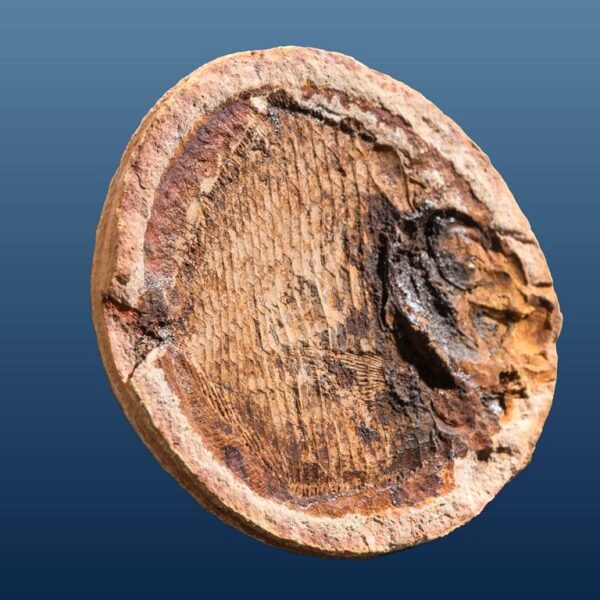 Ecrinesomus cf. dixoni – Bild 4