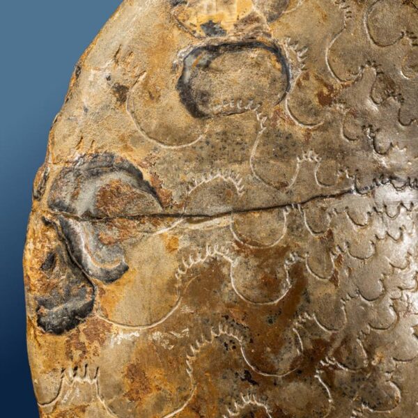 Discoceratites semipartitus – Bild 10