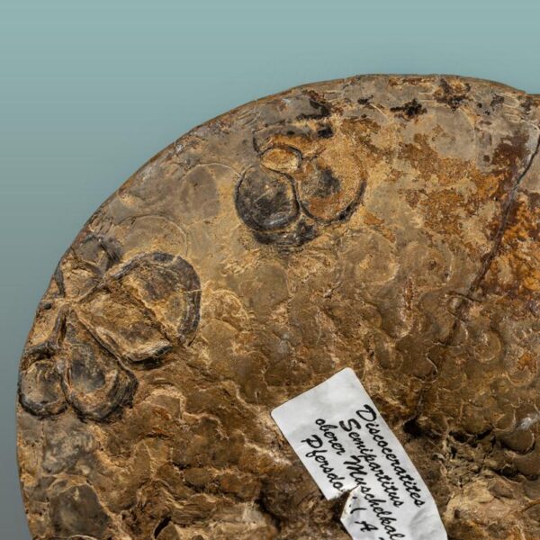 Discoceratites semipartitus – Bild 9