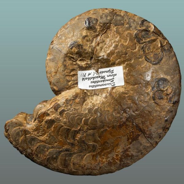 Discoceratites semipartitus – Bild 7