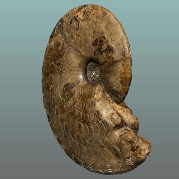 Discoceratites semipartitus – Bild 2