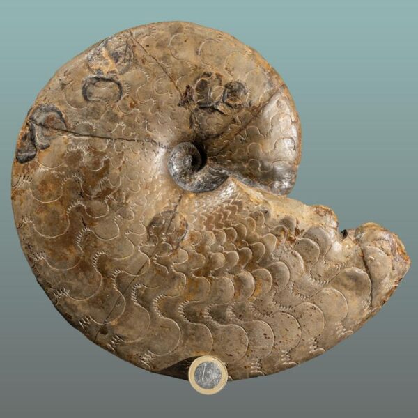 Discoceratites semipartitus – Bild 5