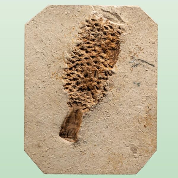 Protananas lucenae