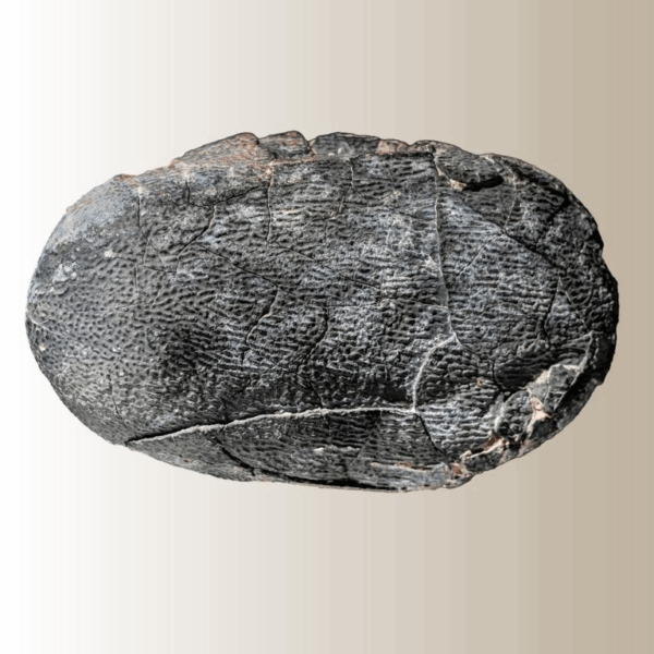Ei eines Oviraptor / Elongatoolithidae-Typ – Bild 12