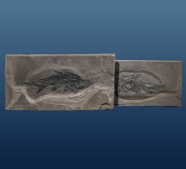 Paramblypterus gelberti, Spaltpaar – Bild 5