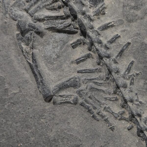 Keichousaurus hui - mit Mageninhalt – Bild 13