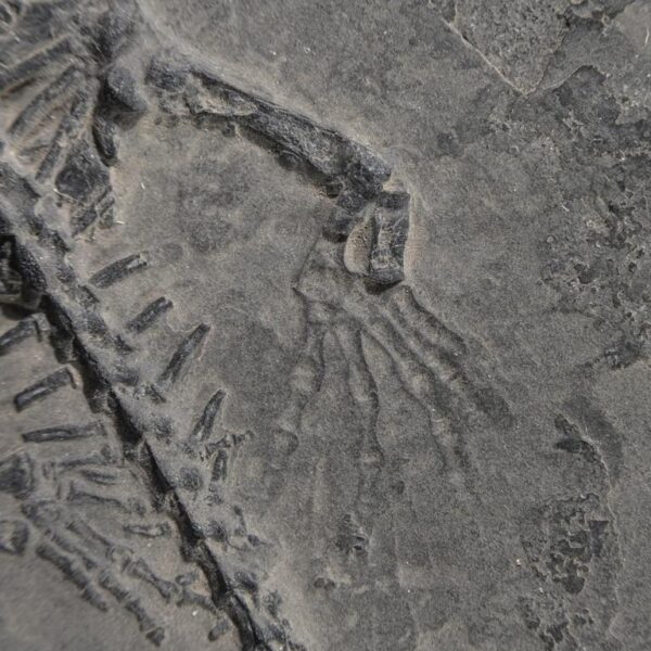 Keichousaurus hui - mit Mageninhalt – Bild 14