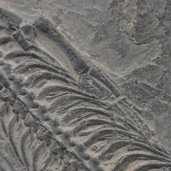 Keichousaurus hui - mit Mageninhalt – Bild 11