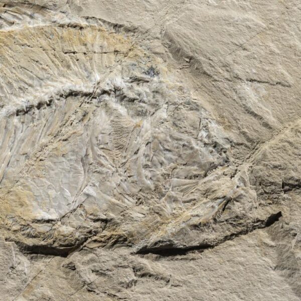 Stichoberyx sp., Spaltpaar – Bild 9