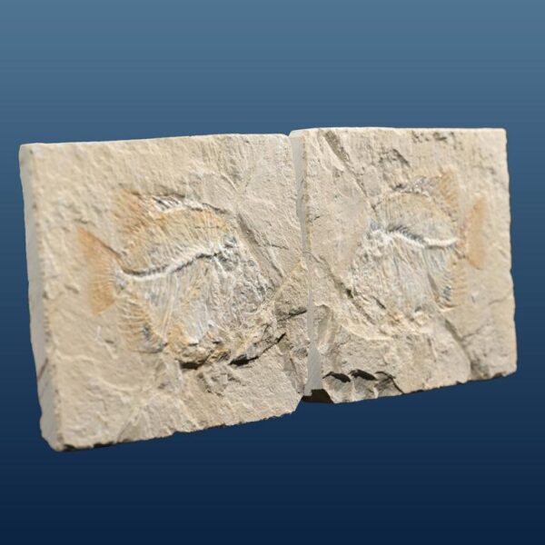Stichoberyx sp., Spaltpaar – Bild 13