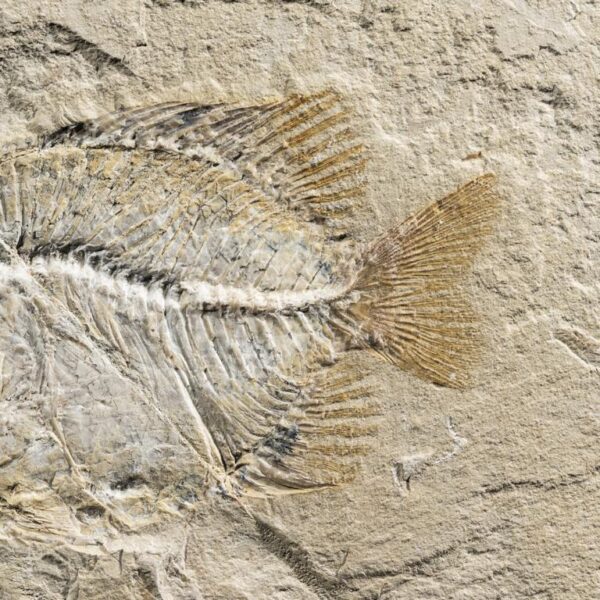 Stichoberyx sp., Spaltpaar – Bild 7