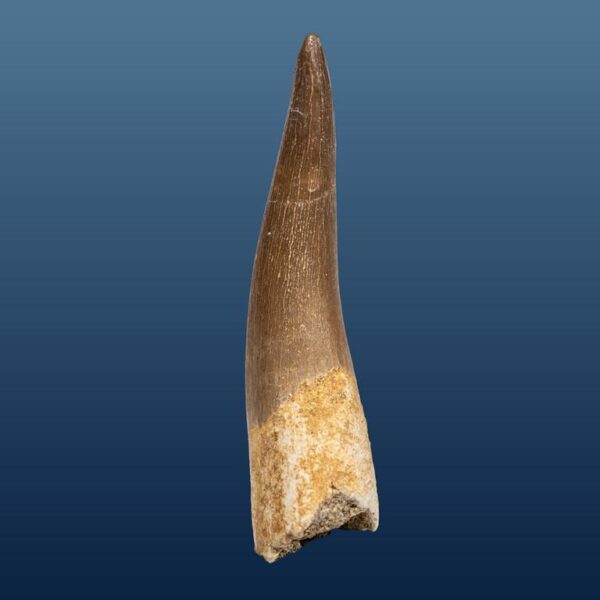 Zarafasaura oceanis – Bild 4