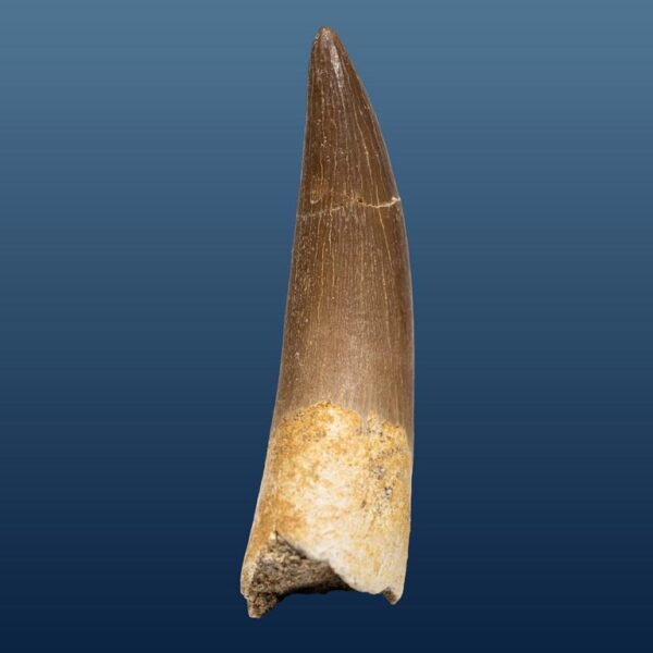 Zarafasaura oceanis – Bild 5
