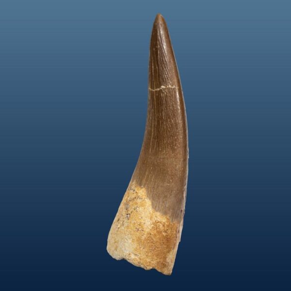 Zarafasaura oceanis – Bild 6