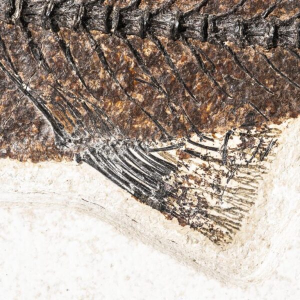 Mioplosus labracoides – Bild 5