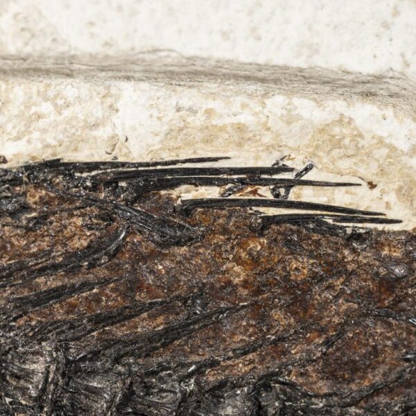 Mioplosus labracoides – Bild 10