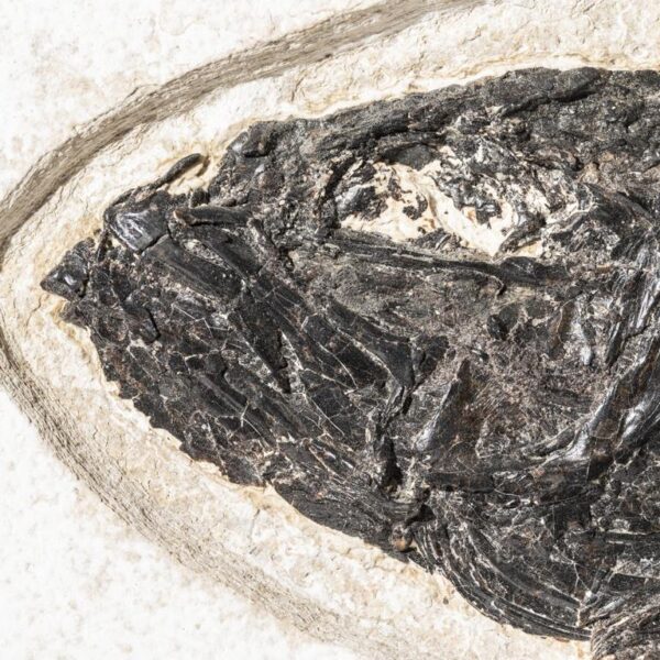 Mioplosus labracoides – Bild 15