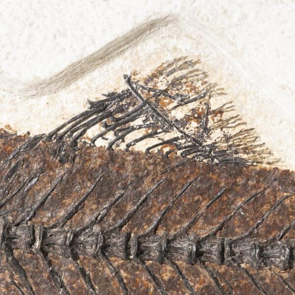 Mioplosus labracoides – Bild 11