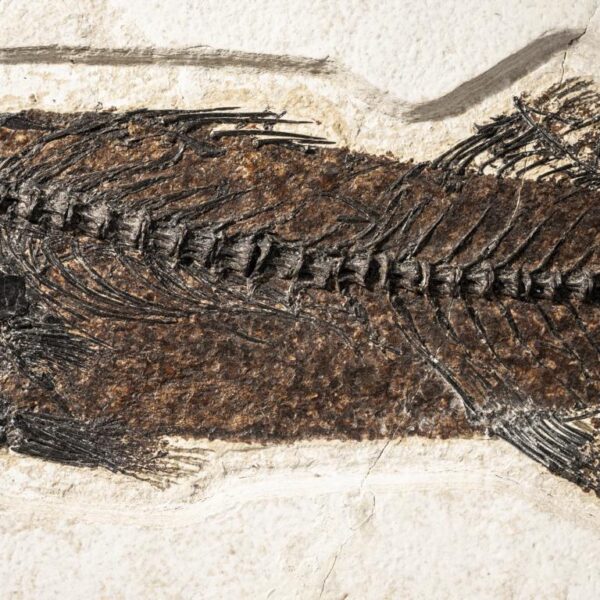 Mioplosus labracoides – Bild 3