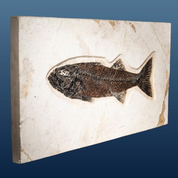 Mioplosus labracoides – Bild 7