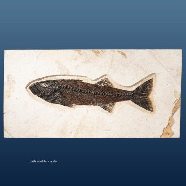 Mioplosus labracoides – Bild 19