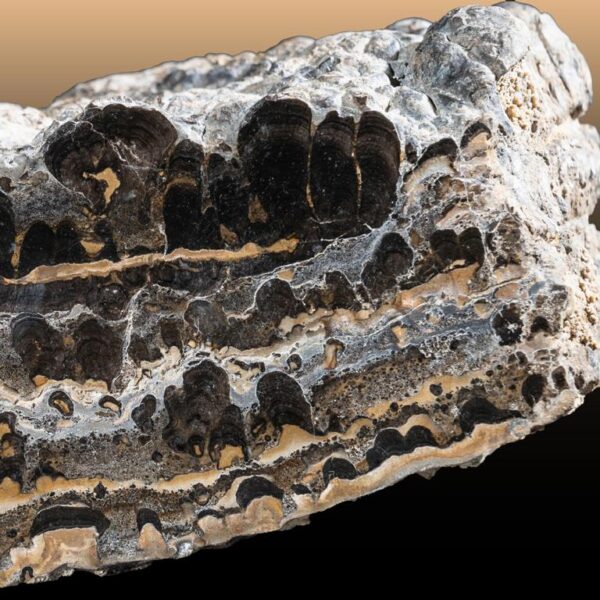 Stromatolith – Bild 5
