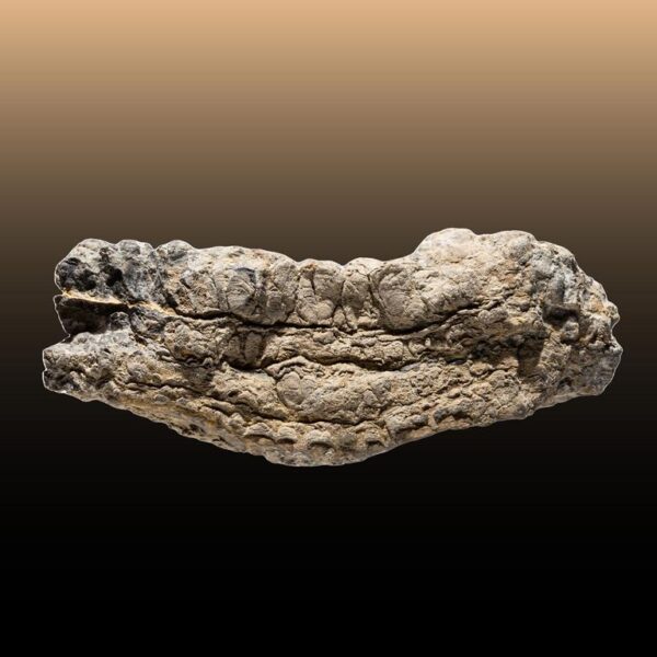 Stromatolith – Bild 6