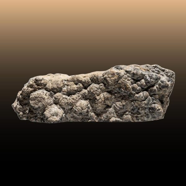 Stromatolith – Bild 7