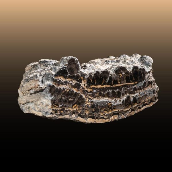 Stromatolith – Bild 9