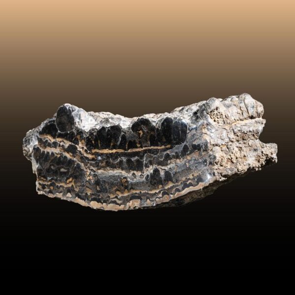 Stromatolith – Bild 10
