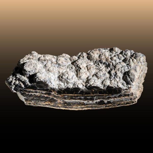 Stromatolith – Bild 2