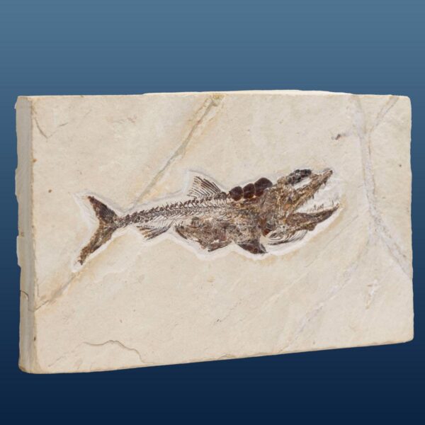 Eurypholis boissieri, Fischfresser – Bild 8