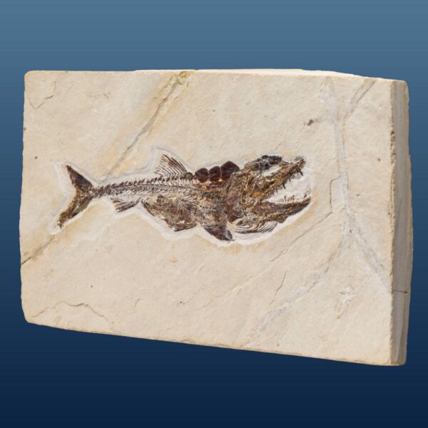Eurypholis boissieri, Fischfresser – Bild 7