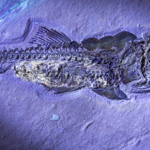 Eurypholis boissieri, Fischfresser – Bild 5